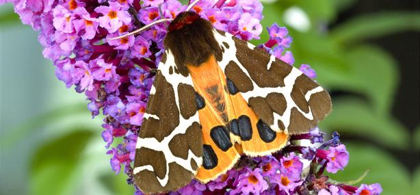 Garden tiger moth on buddleia - Denis Jackson - Denis Jackson